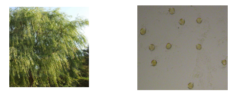脫脂柳樹(shù)花粉